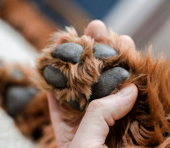 Pfotenpflege für den Hund im Sommer - haustidepoterkost.com