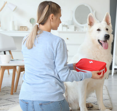 Erste Hilfe am Hund - haustidepoterkost.com