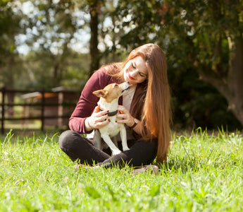 Hund mit Diabetes – was tun? - haustidepoterkost.com