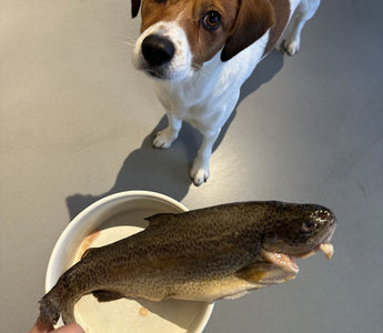 BARF-Fehler vermeiden: Das braucht Ihr Hund – und das nicht - haustidepoterkost.com