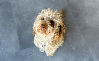 Hund baden: richtige Schritte und Pflege - haustidepoterkost.com