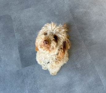 Hund baden: richtige Schritte und Pflege - haustidepoterkost.com