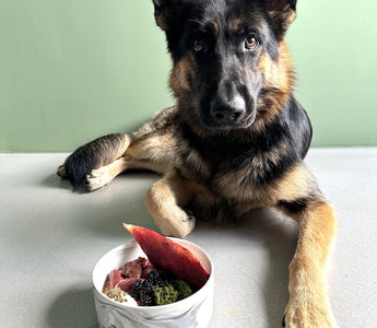 Hochwertiges Fleisch: Die richtige Fütterung für den Hund - haustidepoterkost.com