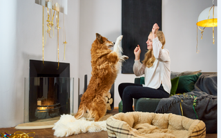 Hund beruhigen an Silvester: 5 Tipps - haustidepoterkost.com