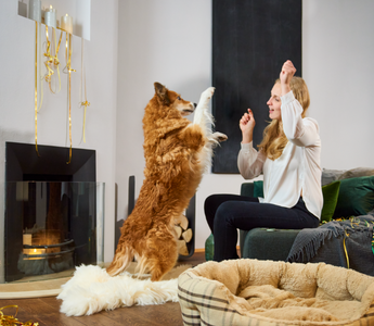 Hund beruhigen an Silvester: 5 Tipps - haustidepoterkost.com