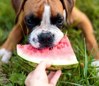 Zahnwechsel beim Hund: bye-bye Milchzähne! - haustidepoterkost.com