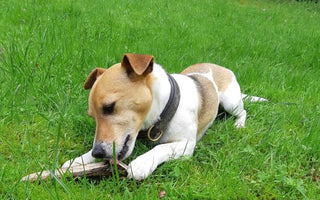 Hirschgeweih und Olivenholz für Hunde - haustidepoterkost.com