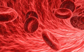 BARF-Blut