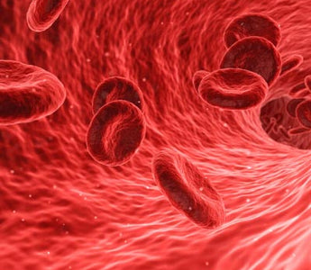 BARF-Blut