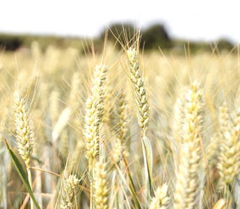 Gluten