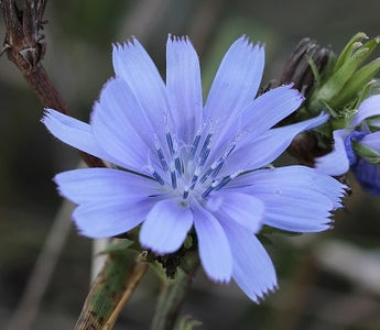 Bachblüten