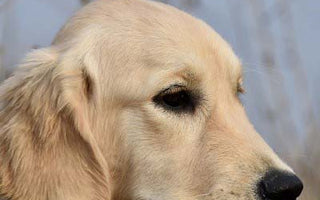 Giardien