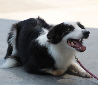 Hundetraining