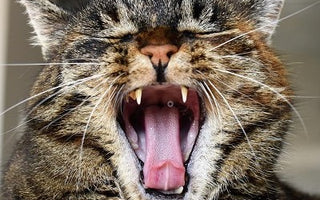 Katzen