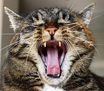 Katzen
