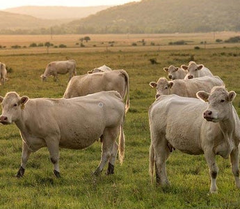 Tierischer Anteil beim BARF