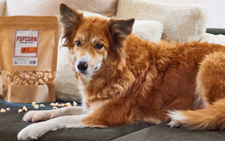 Darf mein Hund Popcorn essen? - haustidepoterkost.com