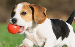 Tipps & Tricks für den Sommer mit Hund - haustidepoterkost.com