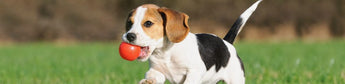 Tipps & Tricks für den Sommer mit Hund - haustidepoterkost.com