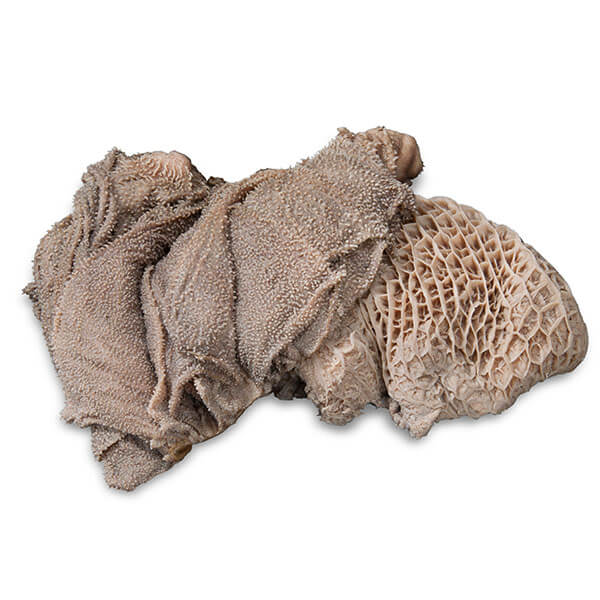 proCani Blättermagen / Pansen grün - haustidepoterkost.com®